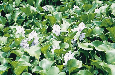 Water-hyacinth-plant.jpg