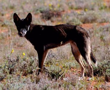 woodland wild dogs militia woodland wild dogs militia