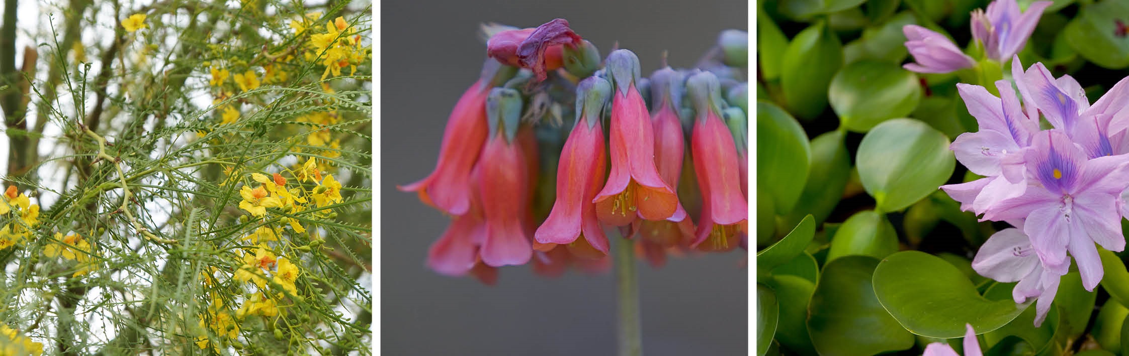 Pest plants