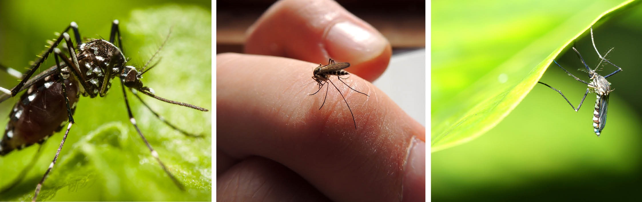 Mosquito Borne Disease Rockhampton Regional Council
