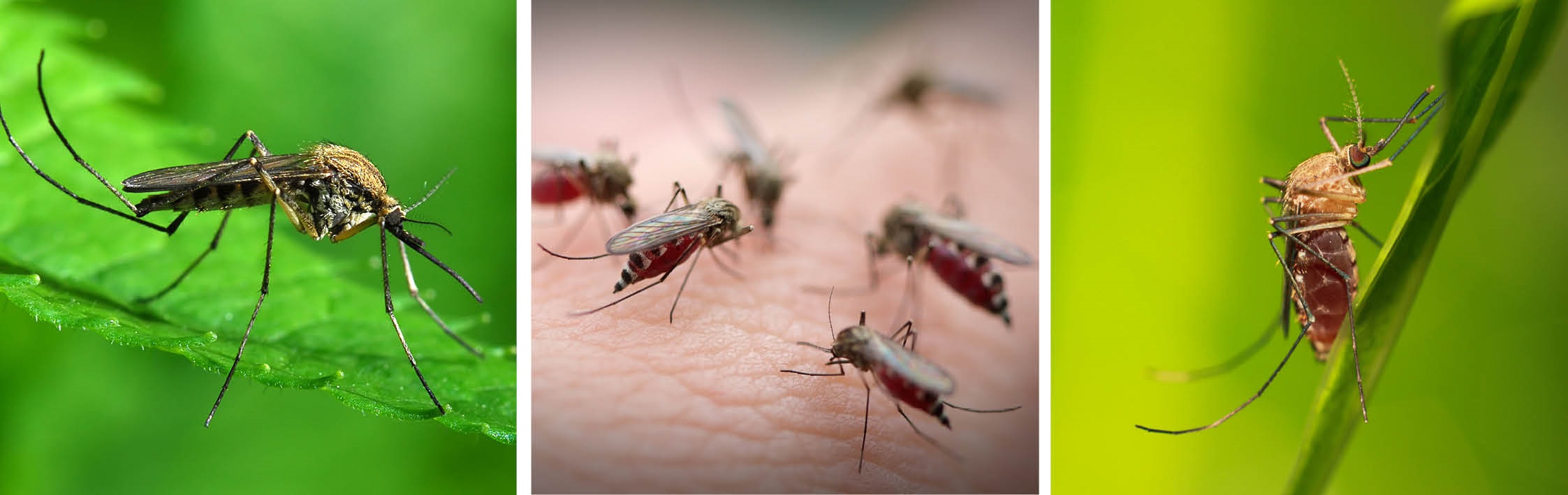 Mosquito