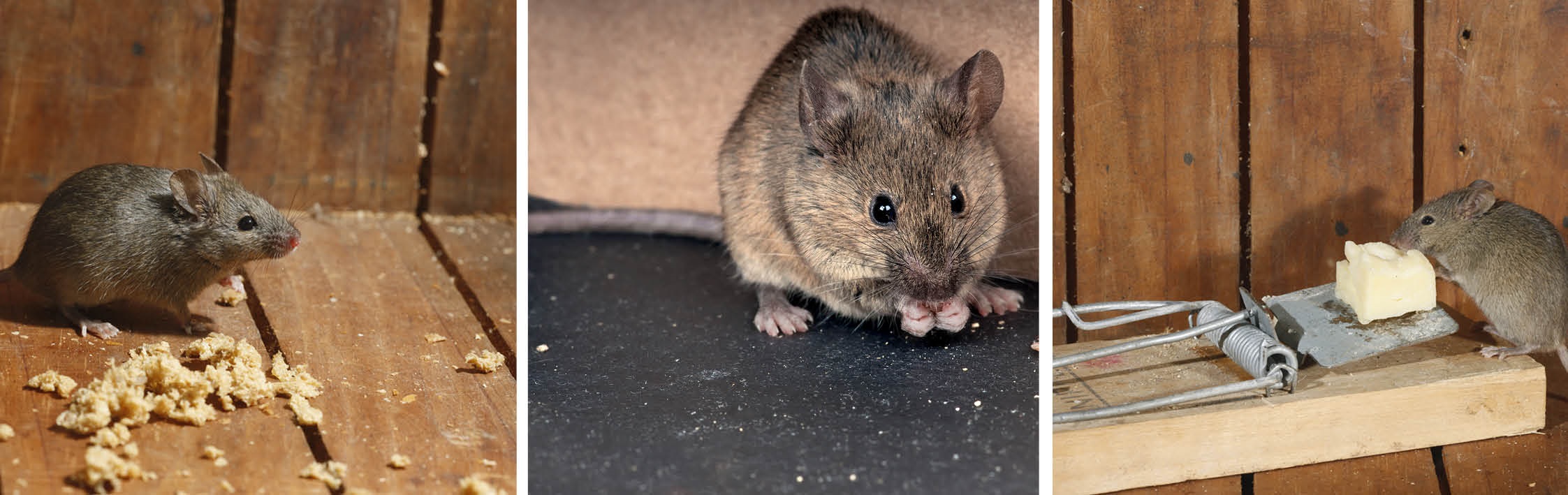 Rats