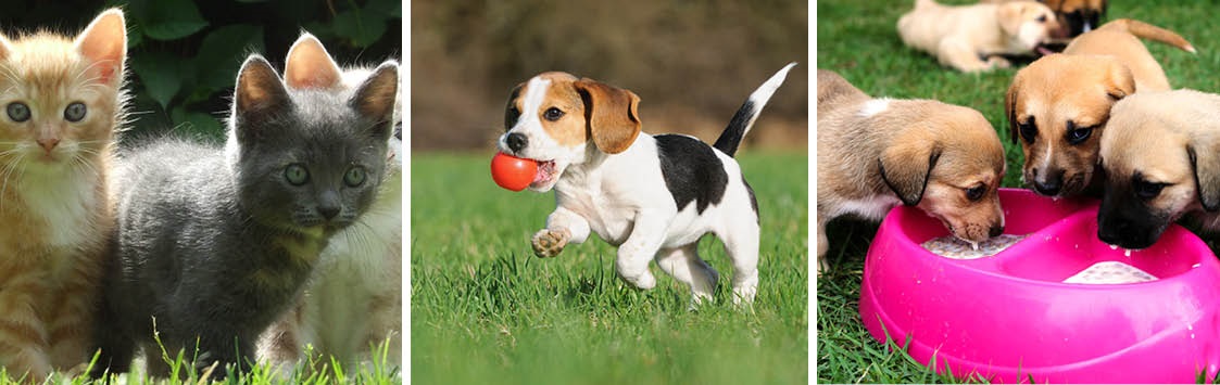 Getting a new pet photo
