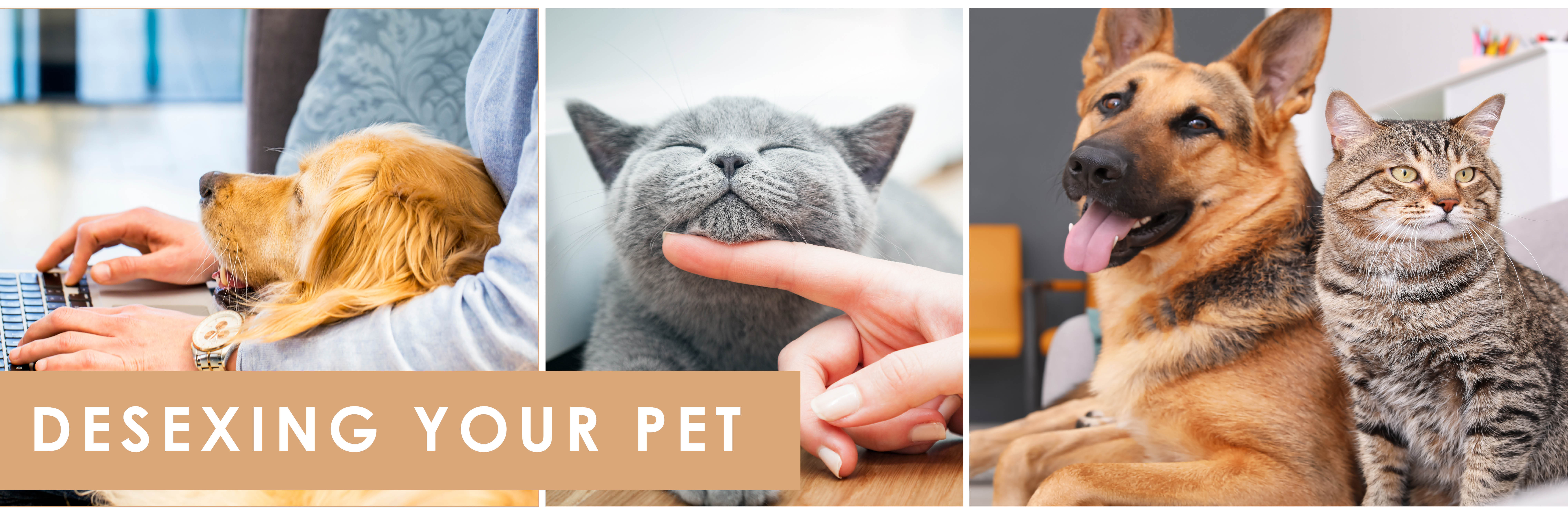 Desexing your pet banner.jpg