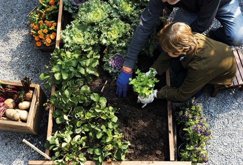 Growing Your Own Fruit And Vegetables Rockhampton Regional Growing Your Own Fruit And Vegetables Rockhampton Regional