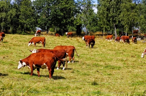 cows