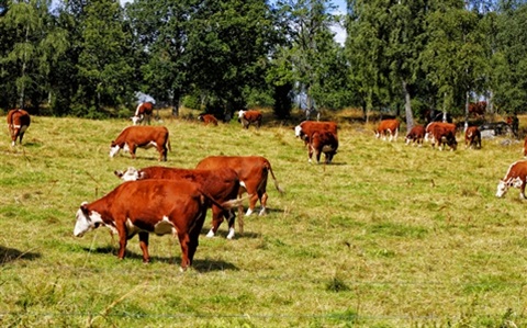 cows