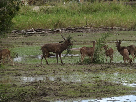 Rusa deer