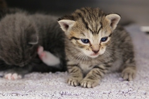 Kittens at the AMC