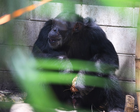 Cassius enjoying the birthday treats.jpg