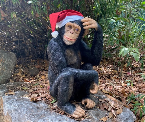 chimp christmas hat.jpg