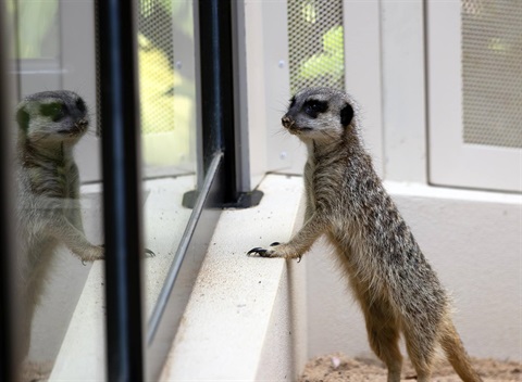 Inspecting the enclosure.jpg