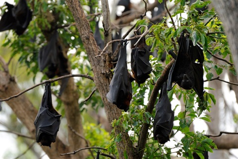 Black Flying Fox.jpg