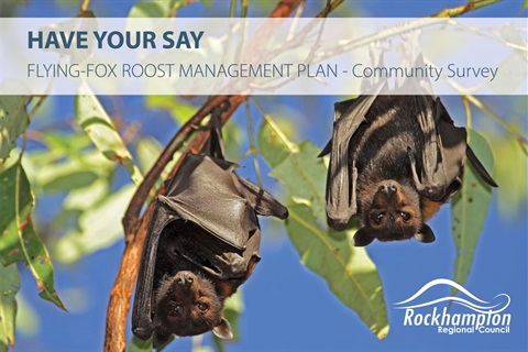 Have your say - Flying-foxes_.jpg