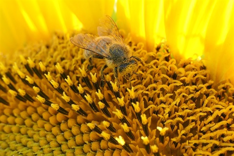 Showcasing our native flora and fauna - Bee Busy Working - Suzanne Messmer.jpg