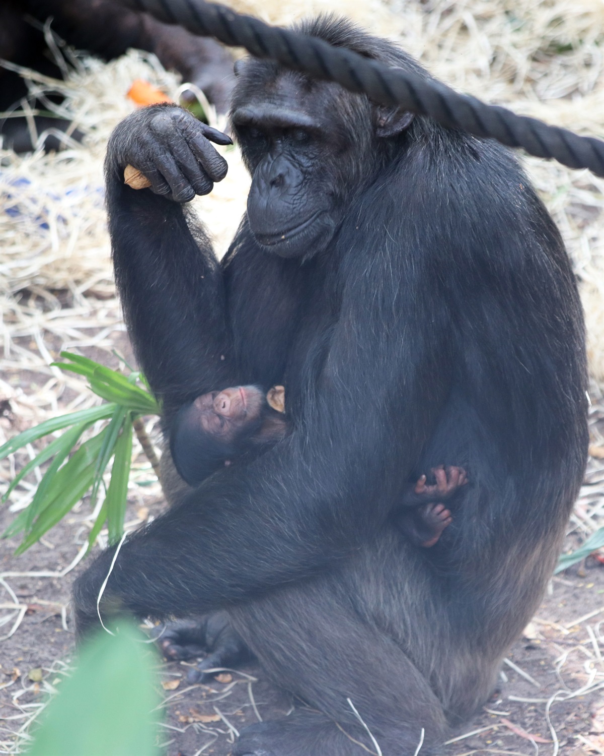 Rockhampton Zoo's baby chimp named in a public vote Rockhampton Regional  Council