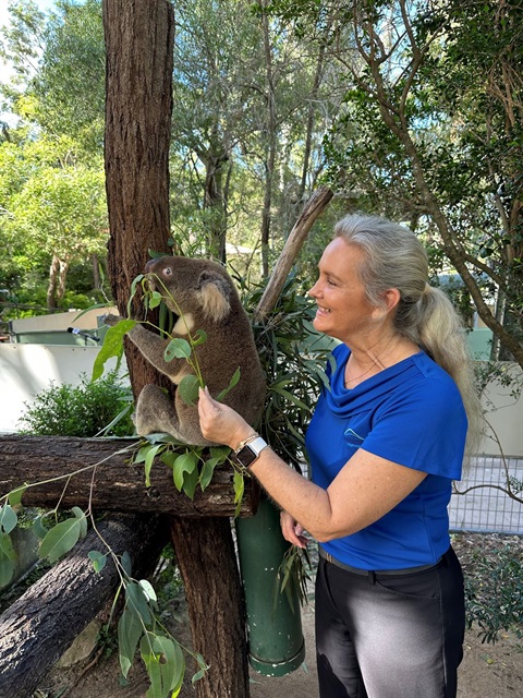 Cr Rutherford feeds a koala as part of the JZE.jpg