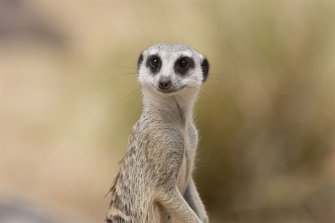 Meerkat at Rockhampton Zoo.jpg