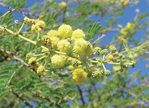 Prickly Acacia