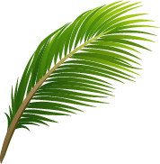 palm-frond.png