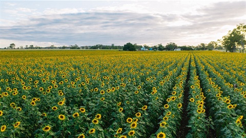 RRC-Sunflowers-67.jpg