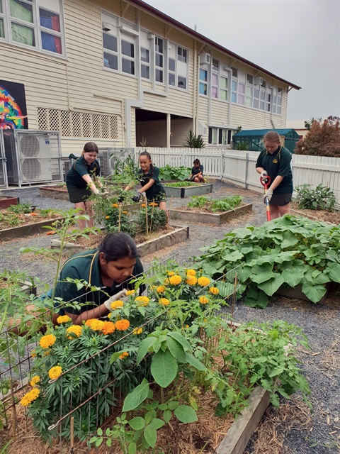 Berserker Street State School students tend kitchen garden