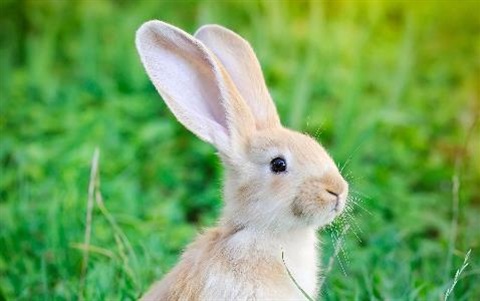 Rabbit