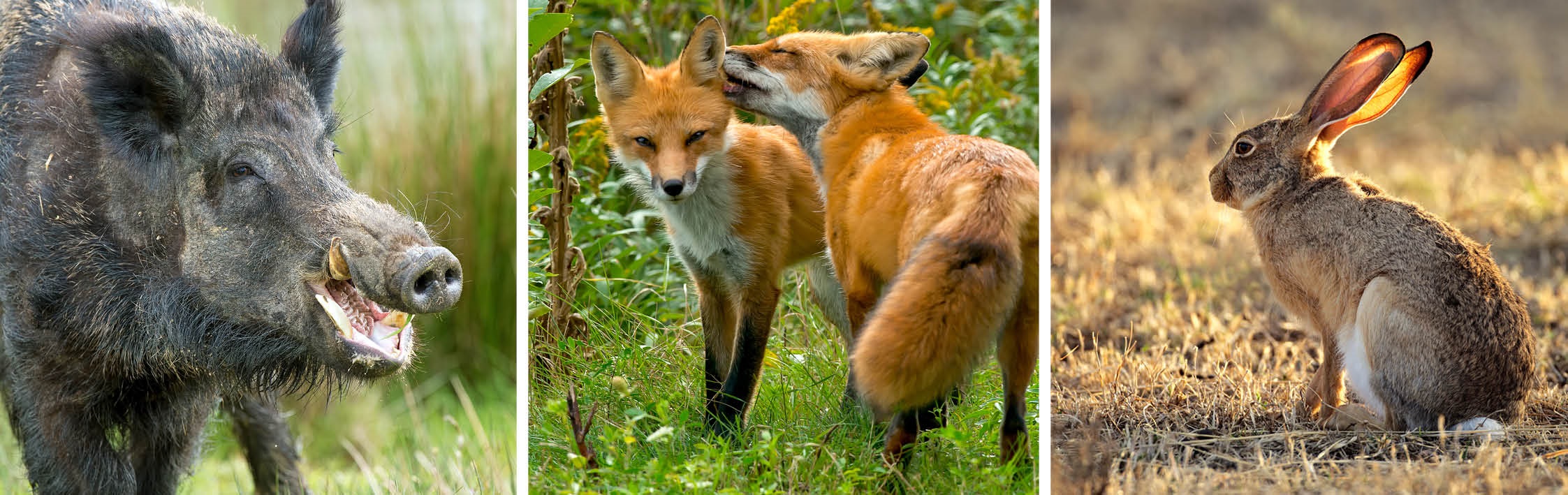 Pest Animals