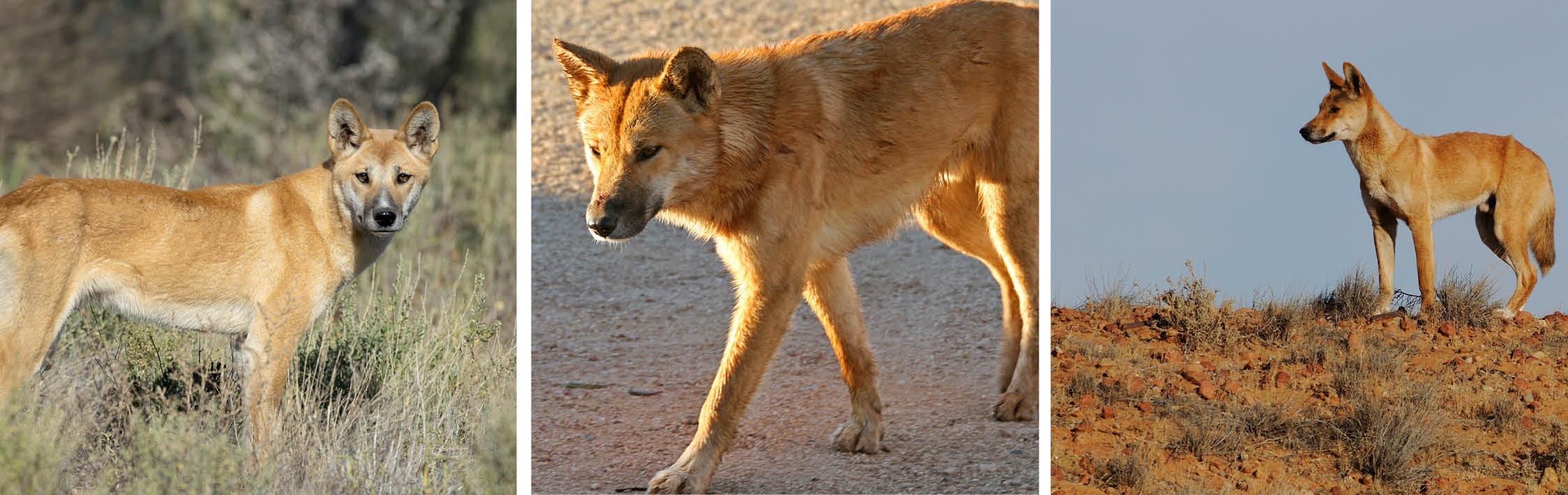 wild dogs