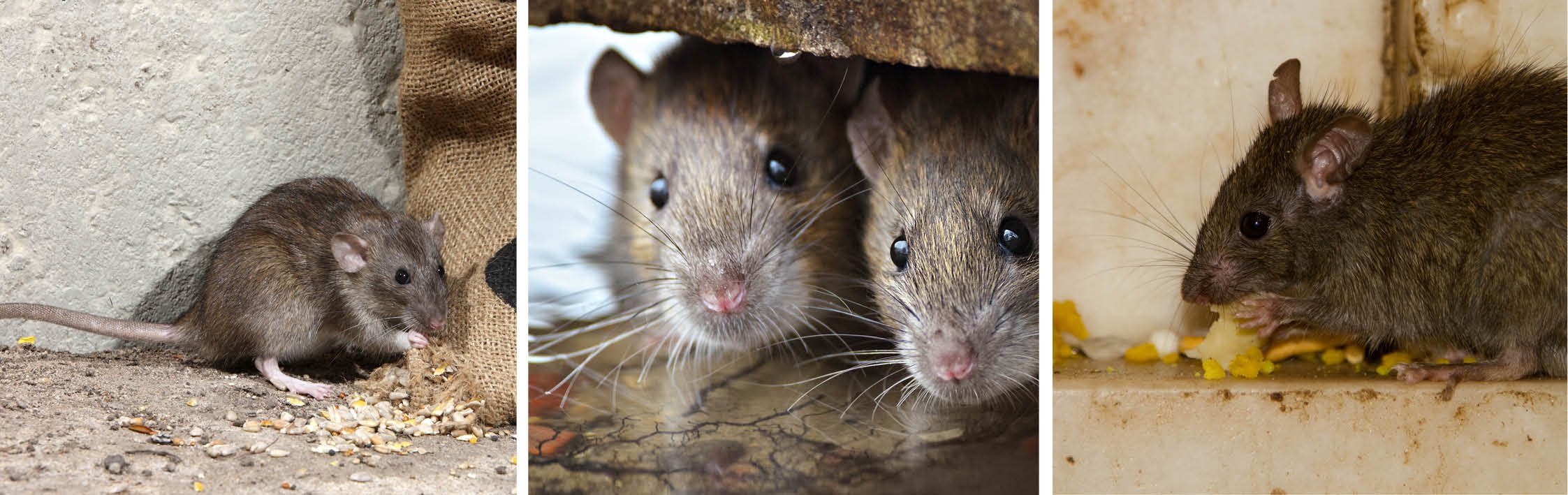 Rats