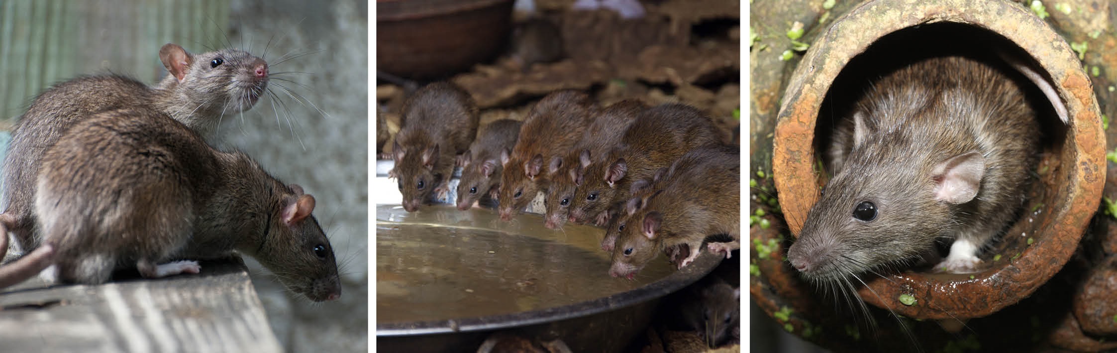 Rats
