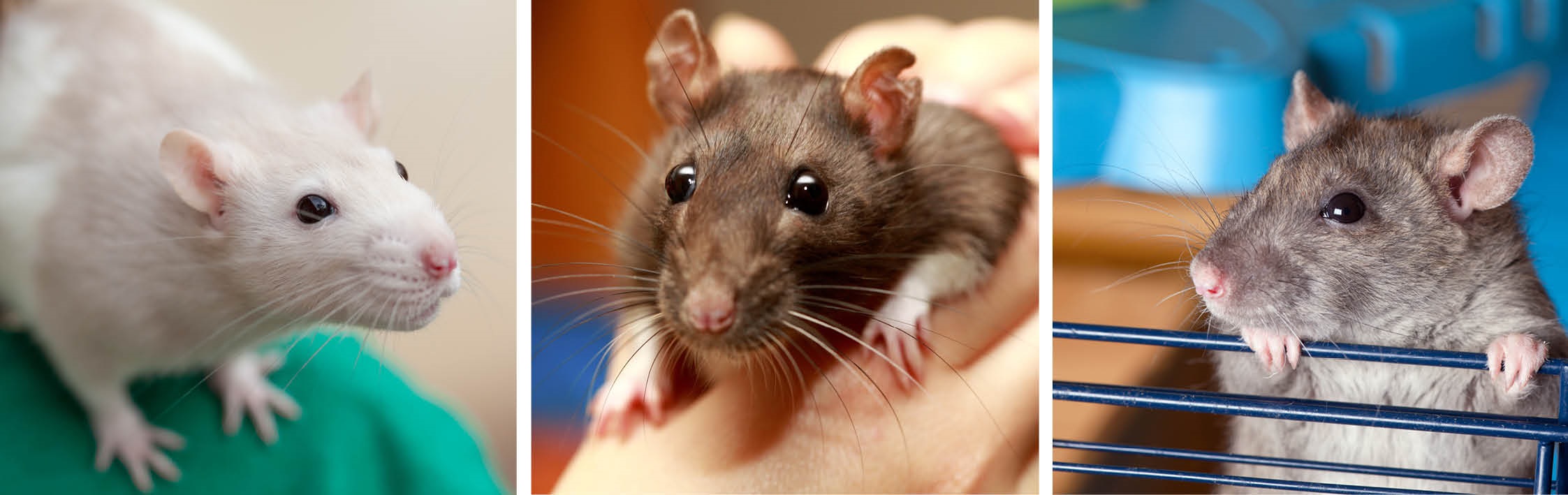 pet rats