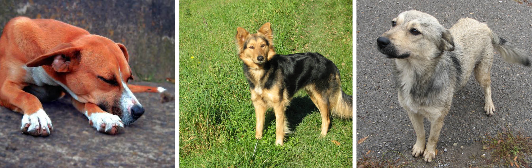 wandering dogs