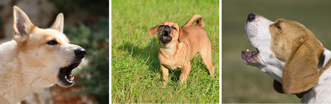 Barking dogs