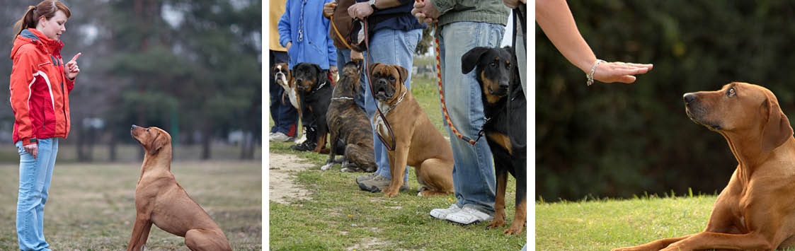 Dog obedience