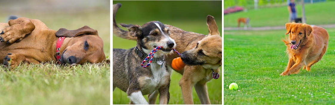 Playing dog