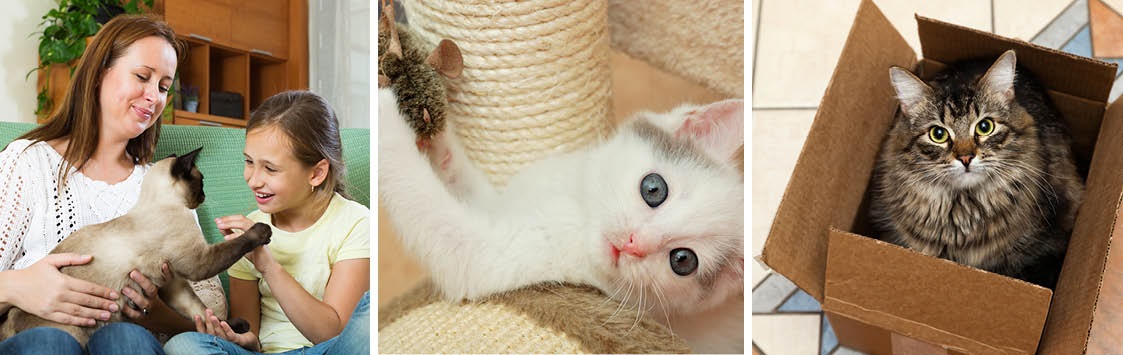 Playing cats