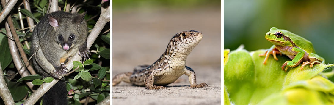 Wildlife