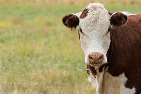 Cow on farm