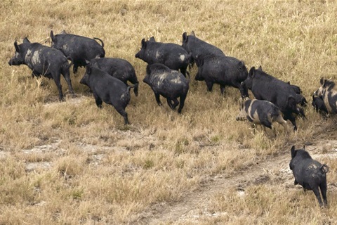 feral pigs