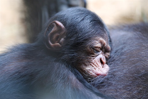 chimpanzee fetus