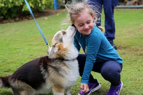 Loki says hi to C&K Leichhardt Community Kindergarten student Chelsea.JPG