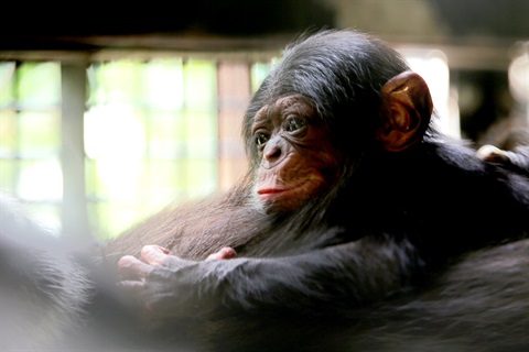 baby boy chimp