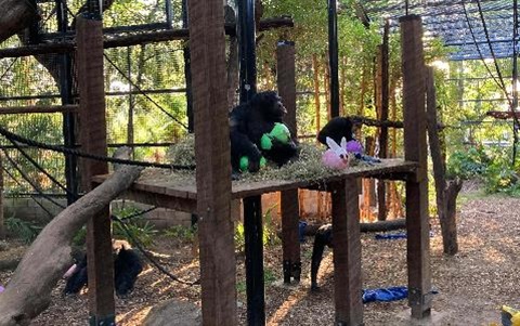 Chimps-enjoying-Easter-enrichment.jpg