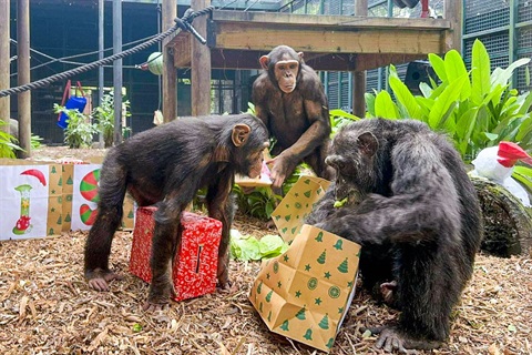 Christmas enrichment for the Chimp troop.JPG