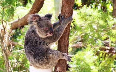 Koala Rockhampton Zoo