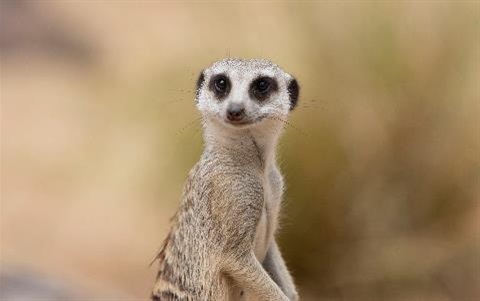 Meerkat-at-Rockhampton-Zoo.jpg