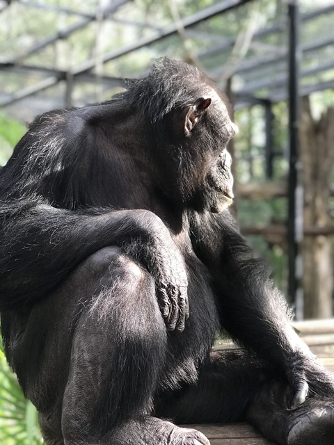 Samantha the chimp 6 months pregnant.jpg