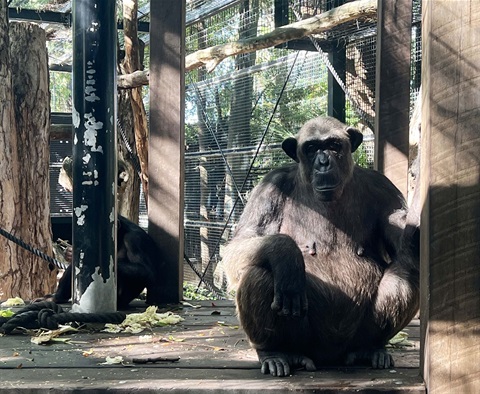Sile, Rockhampton Zoo.jpg