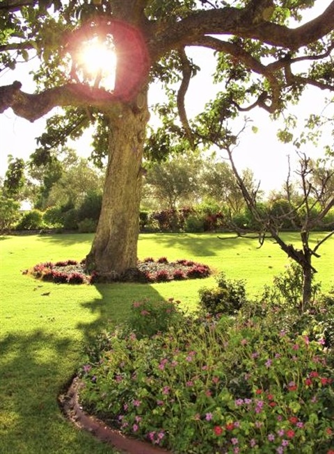 Memorial Gardens - leichhardt tree